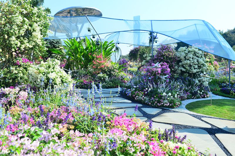 【精彩赏析】叶子花语梦,添香逐悦风 | 2019深圳簕杜鹃花展之悦动花园(图12) 图片