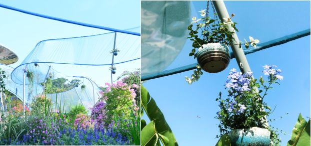 【精彩赏析】叶子花语梦,添香逐悦风 | 2019深圳簕杜鹃花展之悦动花园(图11) 图片