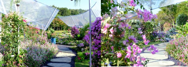 【精彩赏析】叶子花语梦,添香逐悦风 | 2019深圳簕杜鹃花展之悦动花园(图10) 图片