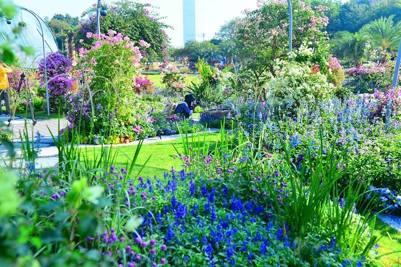 【精彩赏析】叶子花语梦,添香逐悦风 | 2019深圳簕杜鹃花展之悦动花园(图15) 图片