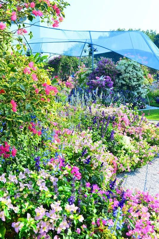 【精彩赏析】叶子花语梦,添香逐悦风 | 2019深圳簕杜鹃花展之悦动花园(图16) 图片