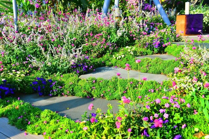 【精彩赏析】叶子花语梦,添香逐悦风 | 2019深圳簕杜鹃花展之悦动花园(图19) 图片