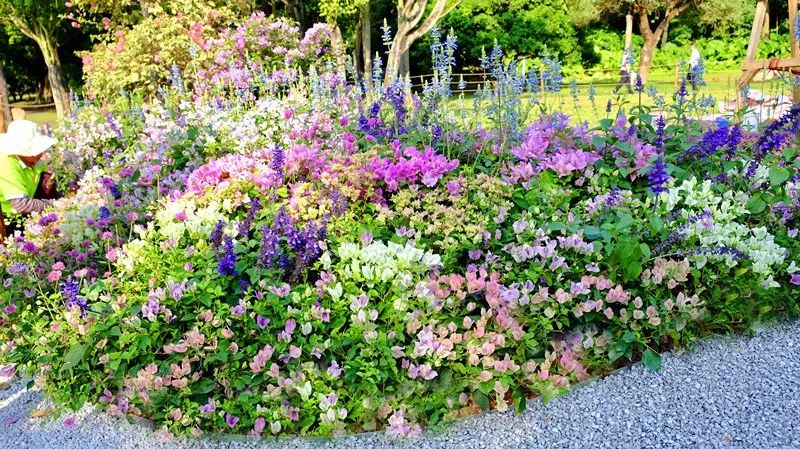 【精彩赏析】叶子花语梦,添香逐悦风 | 2019深圳簕杜鹃花展之悦动花园(图21) 图片