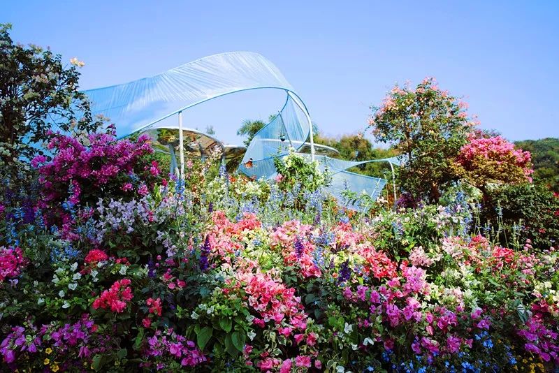 【精彩赏析】叶子花语梦,添香逐悦风 | 2019深圳簕杜鹃花展之悦动花园(图22) 图片