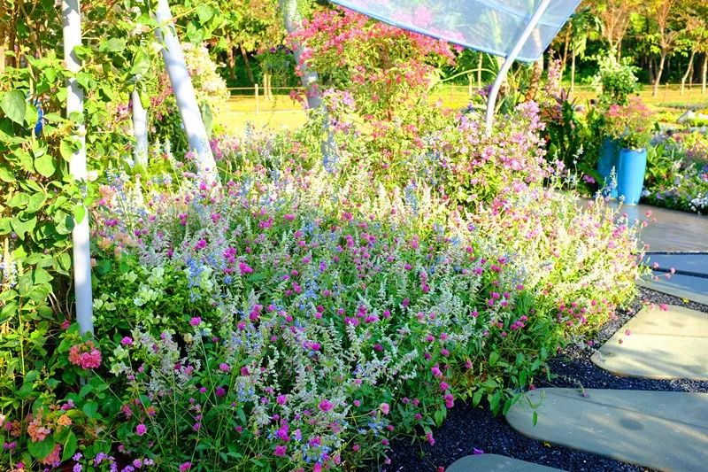 【精彩赏析】叶子花语梦,添香逐悦风 | 2019深圳簕杜鹃花展之悦动花园(图25) 图片