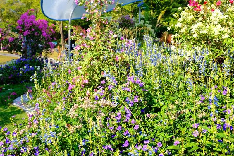 【精彩赏析】叶子花语梦,添香逐悦风 | 2019深圳簕杜鹃花展之悦动花园(图24) 图片